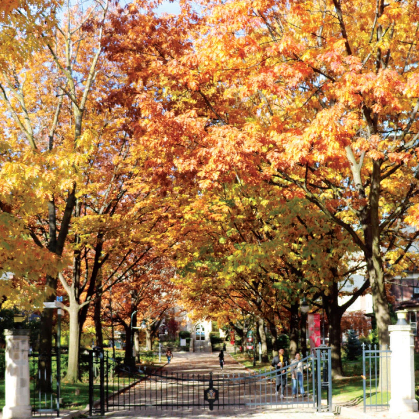 St. Michael's College: Elmsley Lane in the autumn.
